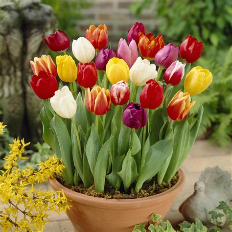 Complete Spring Flowering Bulb Collection 300 Bulbs In 7 Varieties
