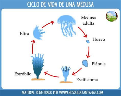 Ciclo De Vida De Una Medusa Ciclos De Vida Ciclo Vital Ciclo De