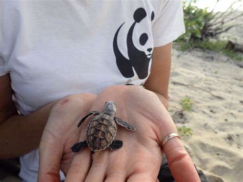 Royal Caribbean Comes To The Rescue Of Local Hawksbill Turtles Cruise