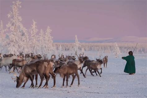 Yamal Peninsula Travel Guide How To Visit With The Nenets