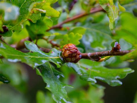 Bumps On Leaves What Does Leaf Gall Look Like And How To Treat It