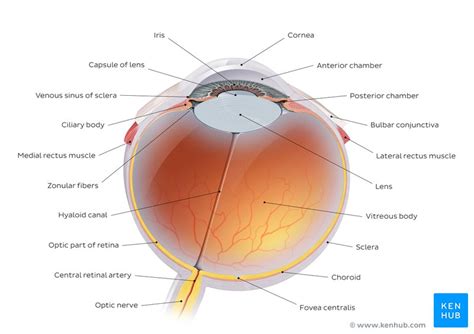 Anatomy Of The Eye Quizzes And Diagrams Kenhub