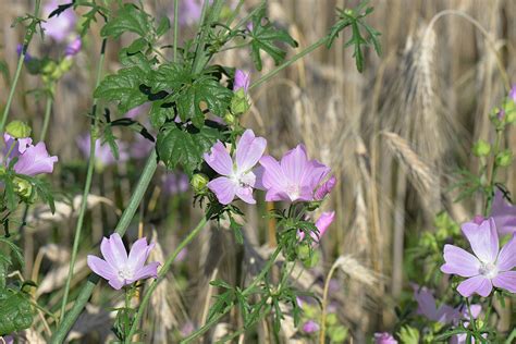 Rose Mallow Blossoms Sigmars Root Free Photo On Pixabay Pixabay