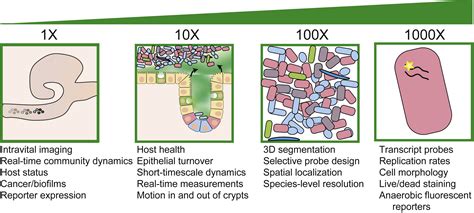 The Gut Microbiome Connecting Spatial Organization To Function Cell