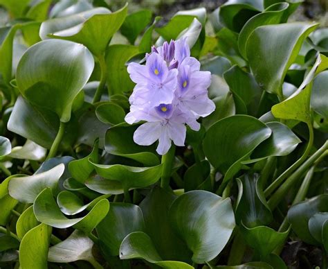 8 Water Hyacinth Plants Pond Plant Pond Flowers My Fish Pond