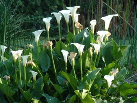 Some varieties are annuals while others moisture and shade can cause their stems to wilt. Gardening in Africa: Arum lilies after the winter