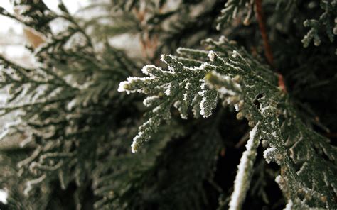 Wallpaper Nature Plants Snow Winter Branch Frost Spruce