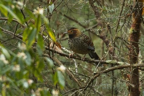 Spotted Laughingthrush Bubo Birding