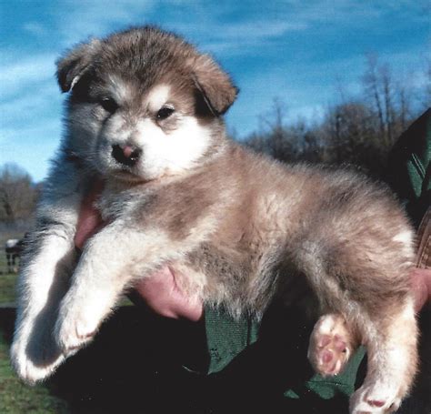 Giant Alaskan Malamute Puppies For Adoption Pedigree And Kc Alaskan