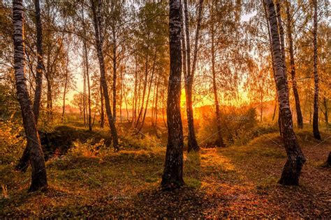Sunrise In A Birch Forest In Autumn Forest Sunrise Birch Forest