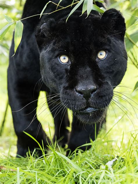 Taken At The Whf In Kent Schwarzer Panther Schwarzer Jaguar