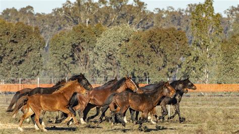 parks victoria forced to feed flood stranded brumbies the weekly times