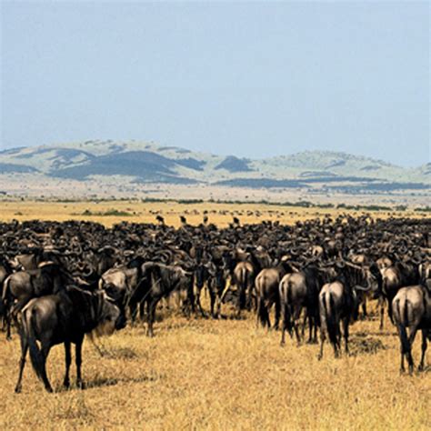 5 Days Kenya Wildlife Safari Amboseli And Tsavo Wildlife Safari