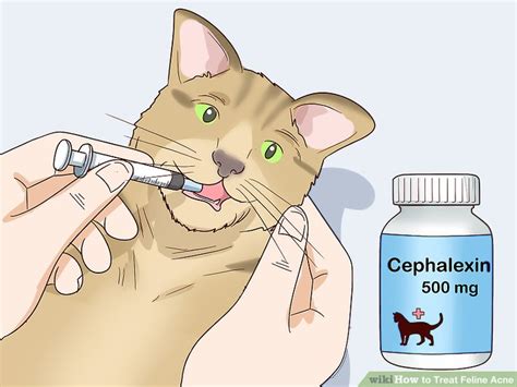 How To Treat Feline Acne 14 Steps With Pictures Wikihow