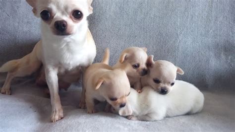 Tiny Chihuahua Puppies Youtube