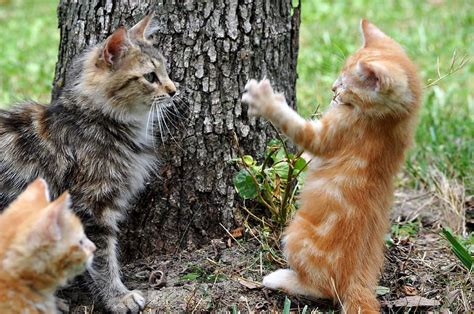 Hd Wallpaper Three Tabby Kittens On Front Of Gray Tree Cats Animals