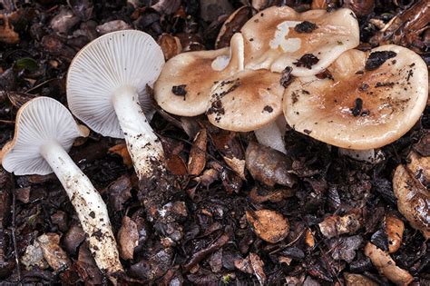 California Fungi Hygrophorus Roseobrunneus