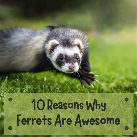 Why Are Ferrets Good Pets Find Out Here All Animals Guide