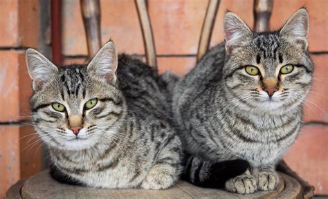 13 Great Facts About Tabby Cats