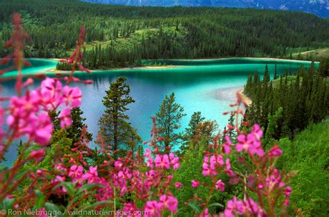 Fireweed And Emerald Lake Yukon Territory Canada Ron Niebrugge