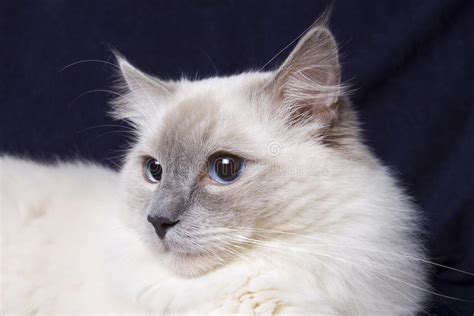 231 Long Haired Cat Ragdoll Stock Photos Free And Royalty Free Stock