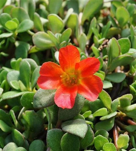 Desert steel daisy solar light. Table (Moss) Rose - Orange | TheGreenyard.in