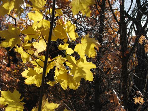 Musings On Nature And Other Things Yellow Maple