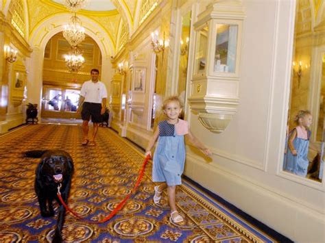 Including pet friendly hotels, motels, bed and breakfasts and vacation rentals. Have dog, will travel: Top pet-friendly hotel chains