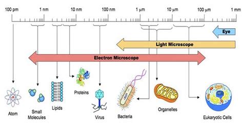 Ukuran Mikroorganisme − Rakyat Biologi