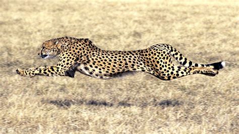 Cheetah Is Now Running For Its Very Survival Bbc News