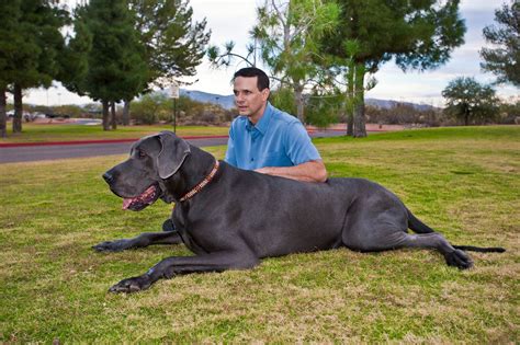 Giant George World S Tallest Great Dane Giant George Dies The