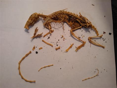 Roomie Was Up In The Attic And Found This Whole Rat Skeleton Seems It