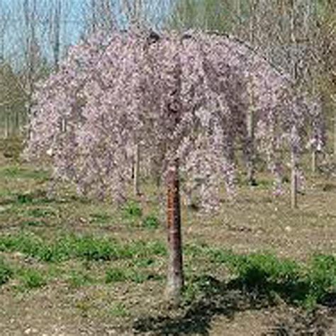 Onlineplantcenter 7 Gal Pink Weeping Cherry Tree Weeping Birch