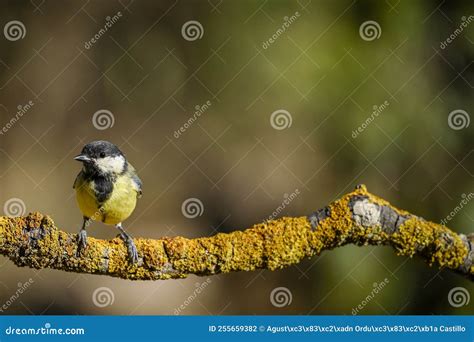 Parus Major Or Common Chickadee Is A Species Of Passerine Bird Of The