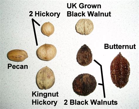 Typical Juglandaceae Nut Shells And Leaf Count For Iding The Blog Of