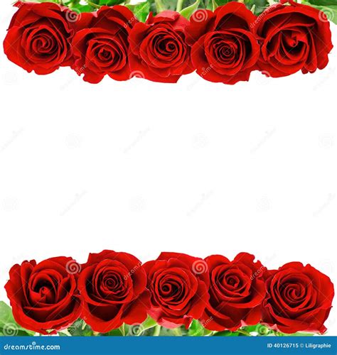 Red Rose Flowers Isolated On White Background Stock Image Image Of