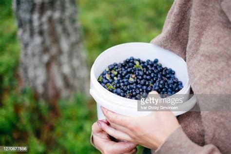 woman collects berries photos and premium high res pictures getty images