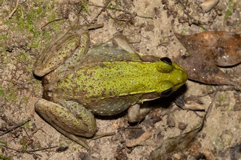 Maryland Biodiversity Project Green Frog Lithobates Clamitans