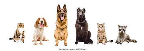 Group Pets Sitting Together Isolated On Foto De Stock 385839364