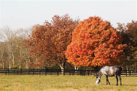 Fall On A Kentucky Horse Farm Kentucky Horse Farms Scenery Horses