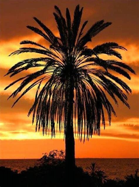 Pin By Susan Ray On Nature Palm Tree Sunset Palm Trees Beautiful Sunset