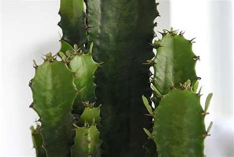 Euphorbia Acruensis Cactus Offer Indoor Plants Deals In Shop Wowcher