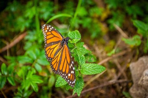 Beautiful Monarch Butterfly Stock Photo Image Of Warm Orange 90873456
