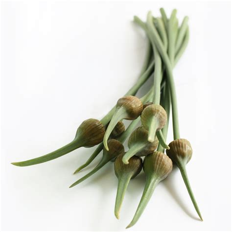 Garlic Scapes How To Use Them Recipes The Garlic Farm For All