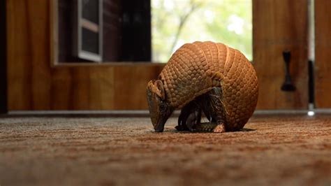 Armadillos In Tennessee Expanding Range Brings Fears Of Leprosy