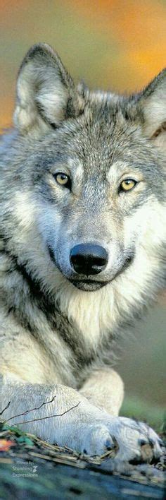 Wolves Of The World Texas Gray Wolf Canis Lupus Monstrablis Wild