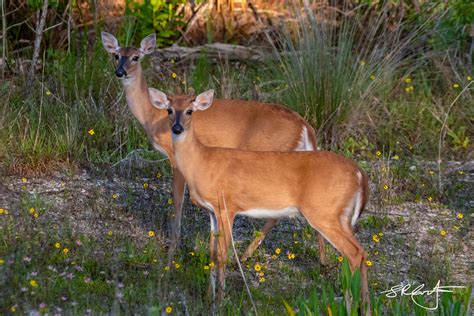 Backyard Bonanza — Steve Coffin Photos