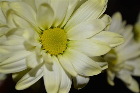 Yellow Daisy Flowers Blossoms A1 Free Stock Photo Public Domain Pictures