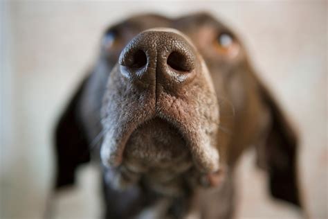 Nasal Dermatoses In Dogs Dog Nose Skin Issues Petmd