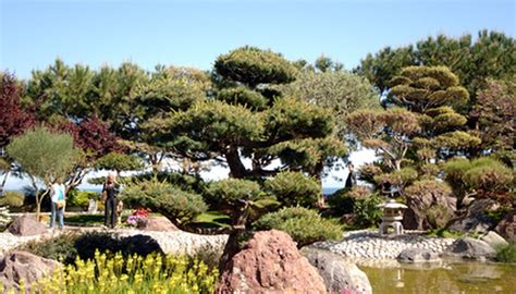 This beautiful and tranquil garden is an expanse of peace in the middle of the city. Japanese Rock Garden Plants | Garden Guides